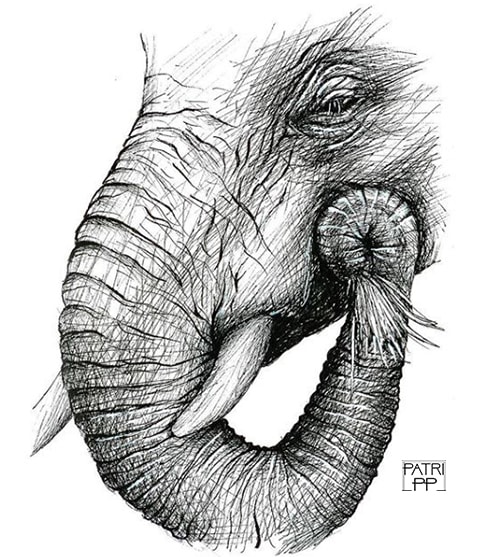 elephant artistic journey patricia pedroso