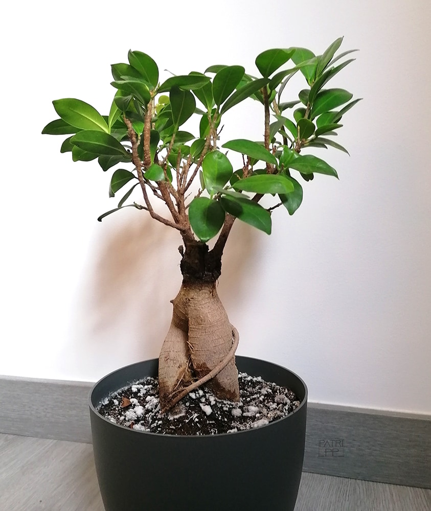 home plant ficus bonsai